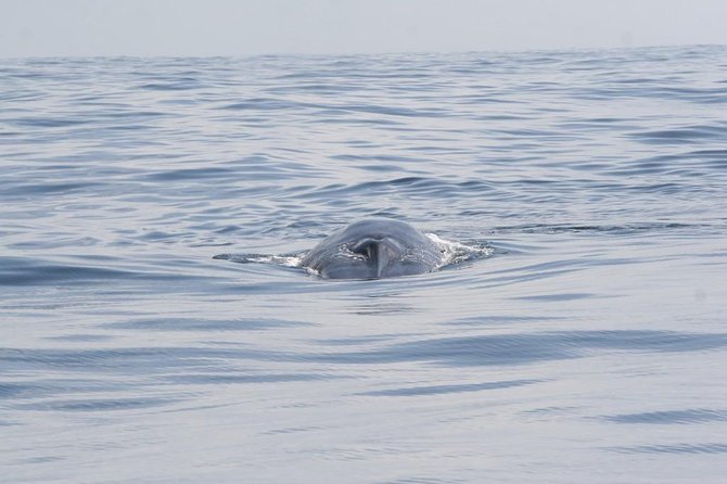 Whales & Dolphins Watching Day Tour in Mirissa From Bentota & Its Surrounding - Dietary Options and Special Requests