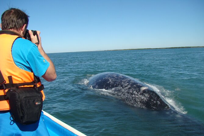Whales Tour From La Paz - Tour Experience Highlights