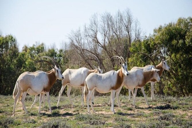 Wild National Park & Sahara Desert Including Couscous & Tajine - Itinerary Overview
