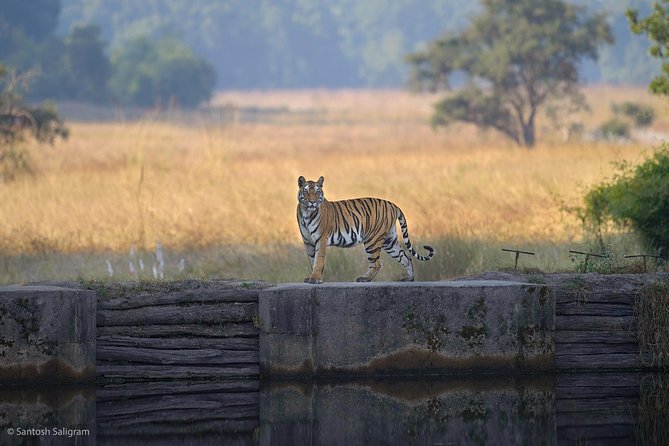 Wildlife and Cultural India Tour - Exclusions to Consider