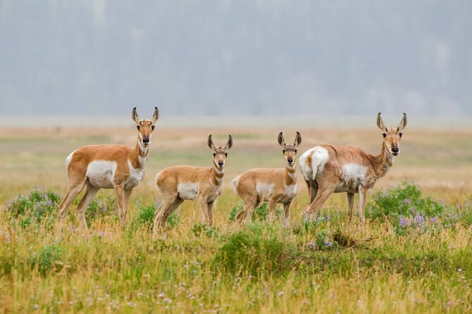 Wildlife and Waterfalls - Accessibility Considerations