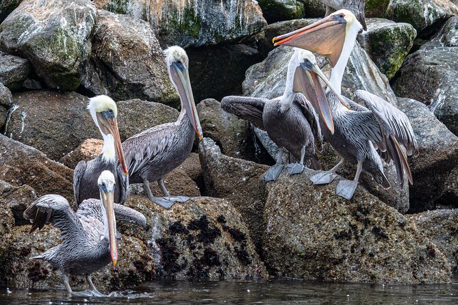 Wildlife Safari Boat Tour in Scenic Monterey Bay Wetland - Getting There and Parking