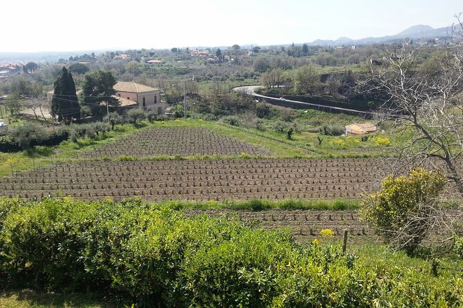 Wine and Lunch Tour - Support and Reviews
