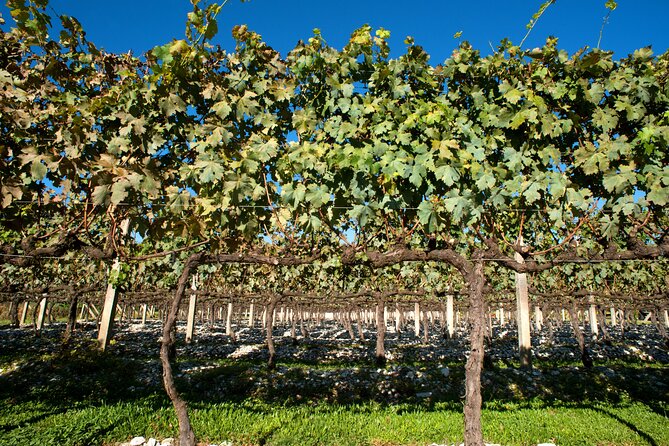 Wine Taste Tour With Maria Fumaça Train Ride - Questions About Your Stay