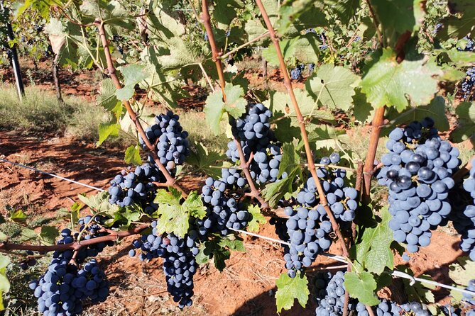 Wine Tasting Experience at the Organic Winery in ŠIšAn - Booking and Pricing Details