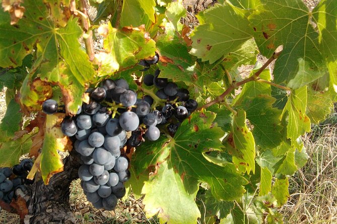 Wine Tour Bandol & Cassis From Marseille - Discovering Cassis Vineyards
