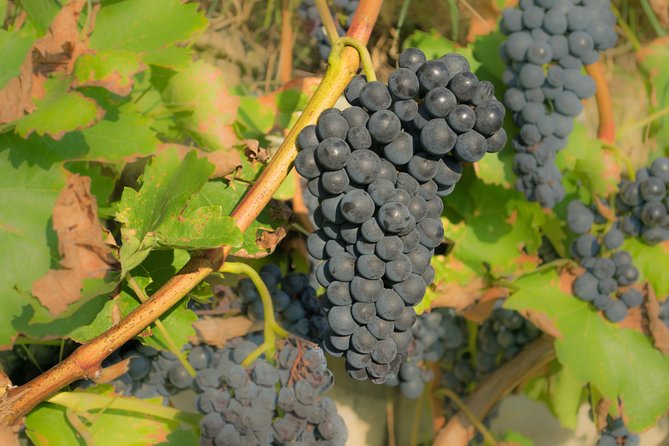 Wine Tour Bolgheri Half Day Shore Excursion From Piombino Port - Tour Expectations