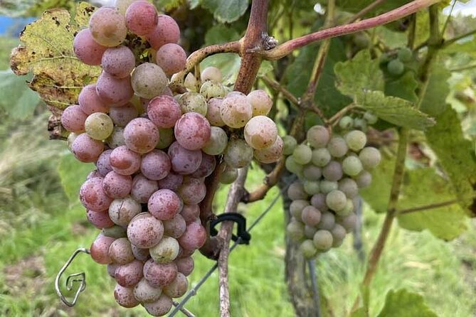 Wine Tour & Cheese Tasting - Private Trip From Amsterdam - Customizable Itinerary