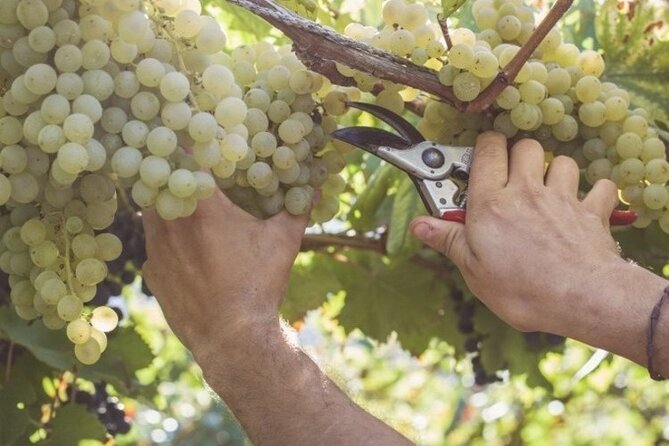 Wine Tour (Lunch Included) - Company Background