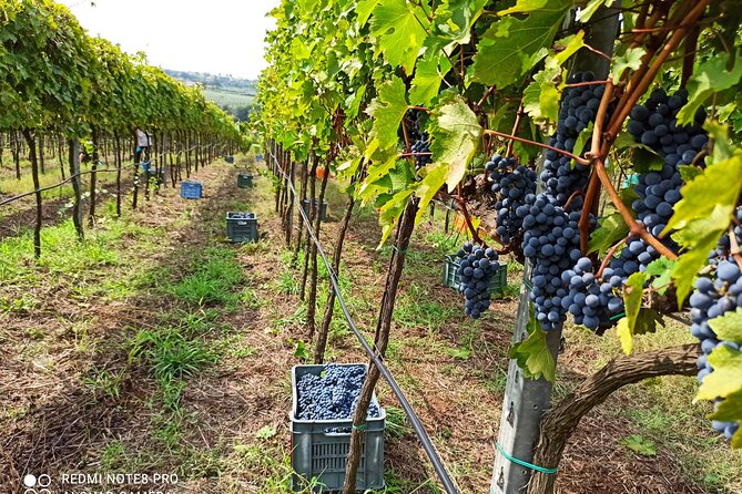 Winery Tour and Tasting at Sunset in the Countryside From Tropea - The Sum Up