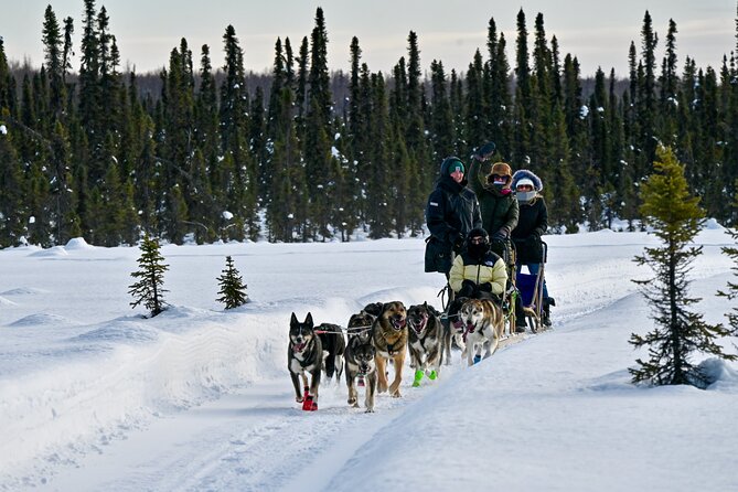 Winter Dog Sled Tour: Day or Night. - Ratings and Reviews