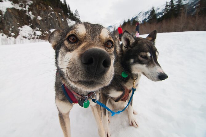 Winter Dog Sledding in Knik, Alaska - Pricing and Booking Options