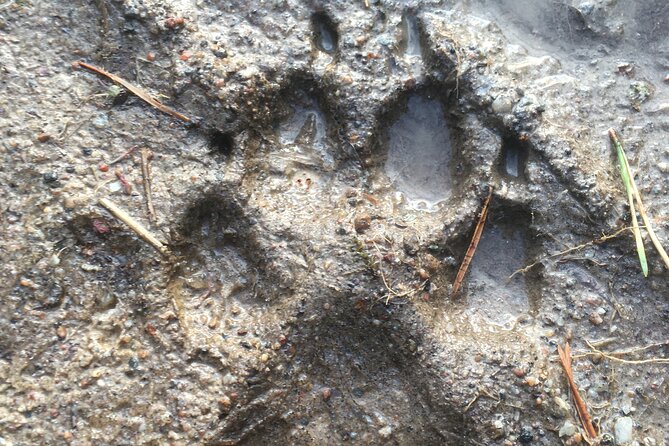 Wolf and Wildlife Tracking in Sweden - Inclusion and Pricing