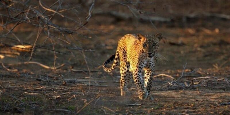 Yala: Night Drive in Yala National Park Buffer Zone! - Getting There