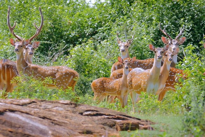 Yala Safari Drive From Galle, Weligama, Mirissa & Dickwella - Booking Your Tour