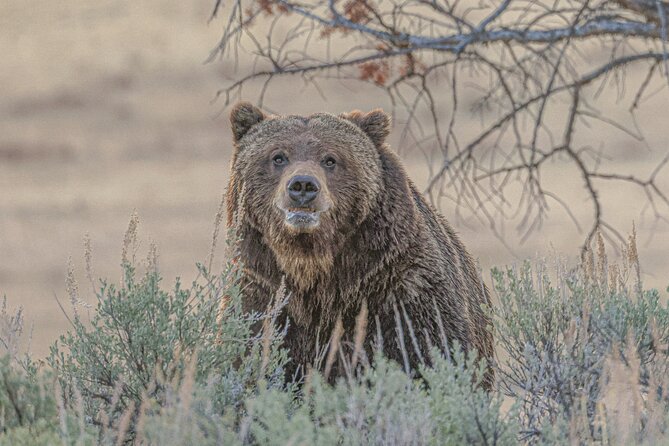 Yellowstone Full-Day Upper Loop With Wildlife Adventure W/Lunch - Customer Feedback Highlights