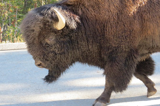 Yellowstone National Park - PRIVATE Full-Day Lower Loop Tour From W. Yellowstone - Accessibility Features