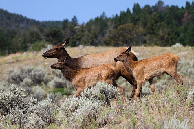 Yellowstone Private Upper Loop Tour With Lunch - Pricing and Reviews