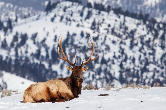 Yellowstone Snowshoe Safari From Bozeman - Private Tour - Booking Process