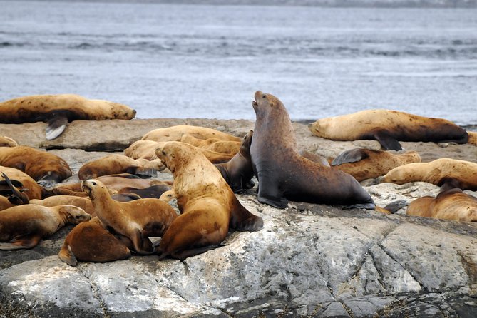 Zodiac Whale Watching Adventure From Victoria - Customer Testimonials