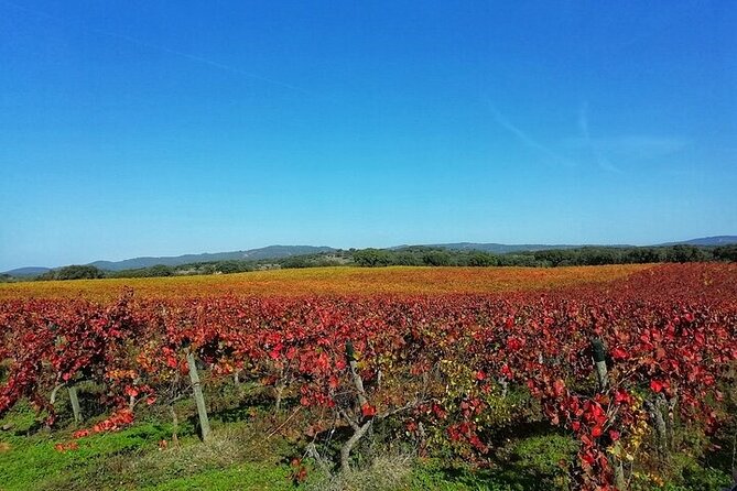 4x4 Cork Tour With Lunch & Wine Tasting - Overview of the Tour