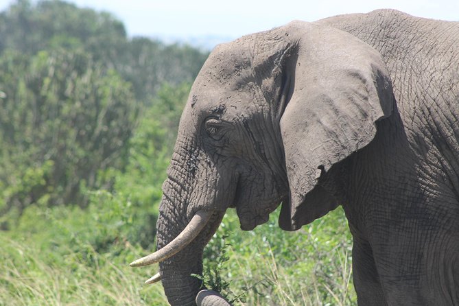 5-Day Big 5 Kidepo Valley National Park Safari - Good To Know