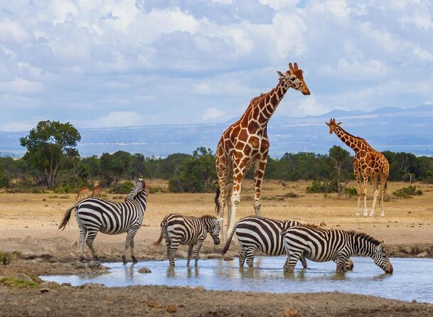5-Day Maasai Mara and Ol Pejeta Conservancy Guided Safari - Good To Know