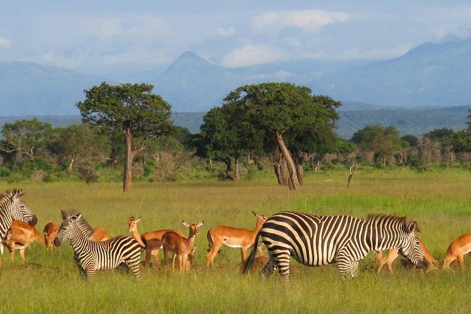 5-Day Mikumi & Ruaha Tanzania Wildlife Lodge Safari - Good To Know