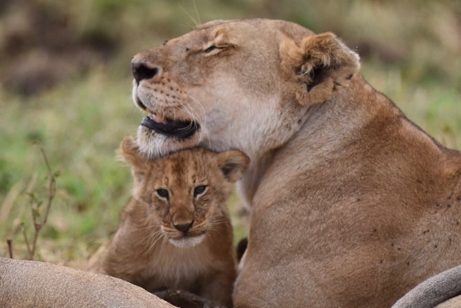 5-Day Private Safari Tour in Northern Tanzania - Good To Know