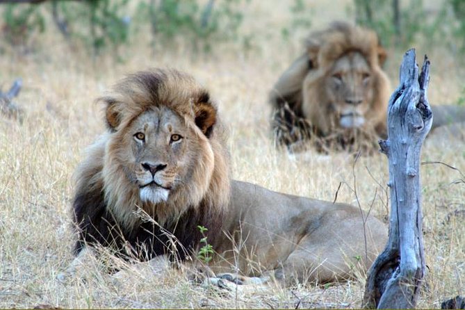 5 Day Victoria Falls and Hwange National Park Accommodated Tour Safari - Key Points