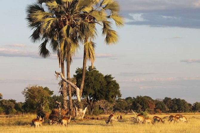 5-Day Victoria Falls and Hwange National Park Tour From Victoria Falls - Key Points