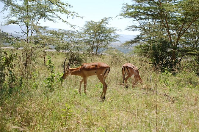5 Days Best Of Kenya Safari - Key Points