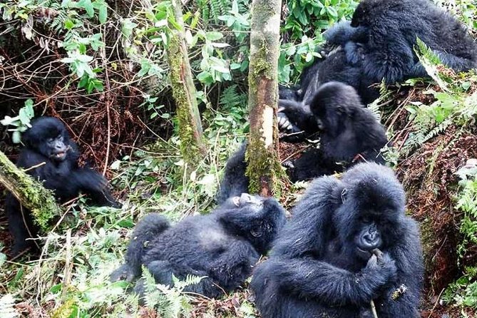 5 Days Gorillas And Game Safari