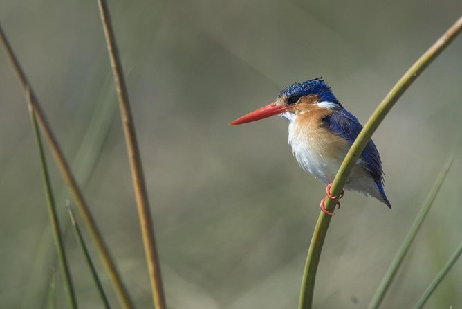 5-Days Masai Mara- Lake Nakuru - Lake Naivasha Kenya Safari Tour - Key Points