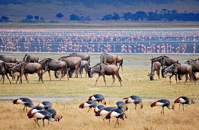 5 Days Tanzania Safari From Mwanza to Arusha - Good To Know
