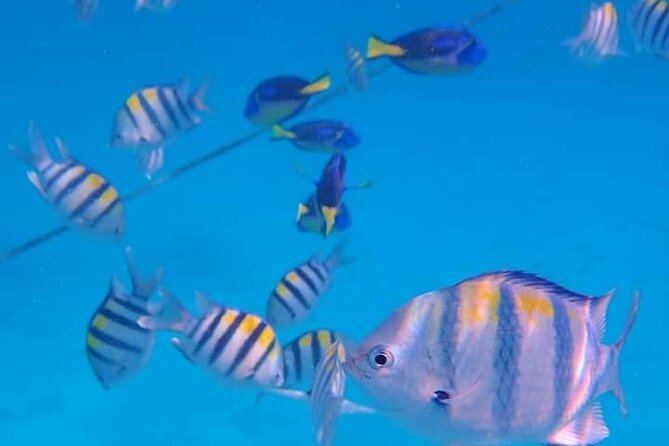 5-Hour Snorkeling, Swimming With Dolphins and Sea Turtles Aquarium - Good To Know