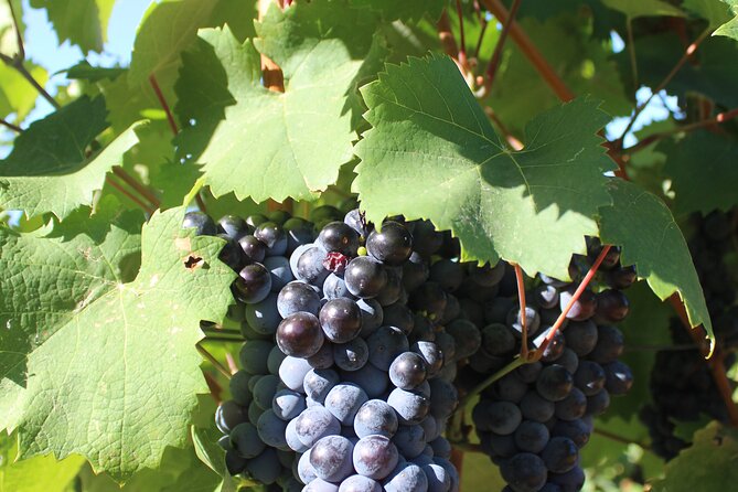 1/2 Day Private Vintage Tour, Vineyards of Saint-Tropez - Vintage Car Experience