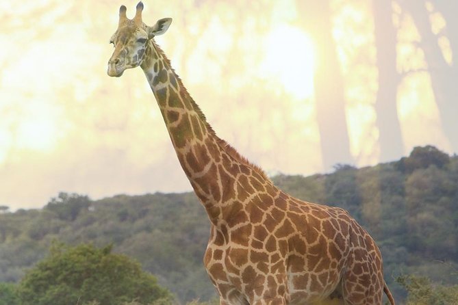 1 Day Akagera Wildlife Safaris Rwanda (2 Pax Min) - Wildlife Sightings and Experiences