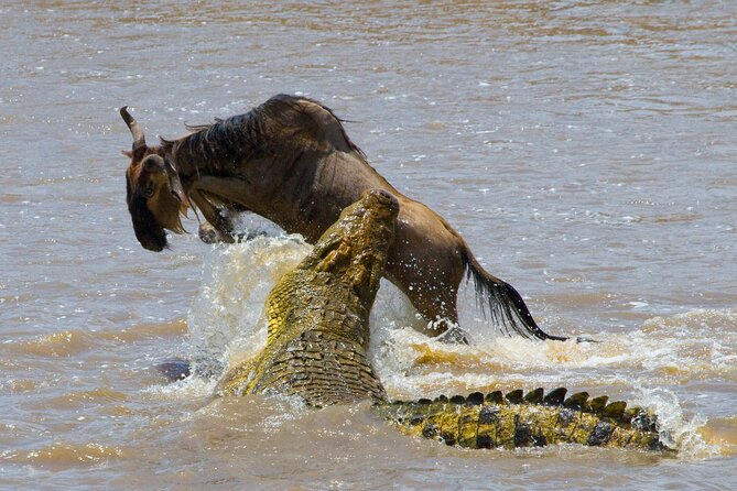 1-Day Fly in Safari to Mikumi National Park From Zanzibar - Important Travel Information