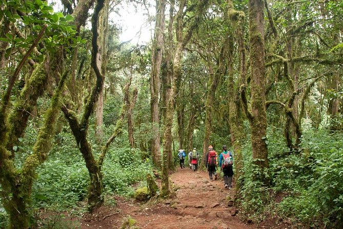 1 Day Kilimanjaro Climb via Machame Route - About the Operator