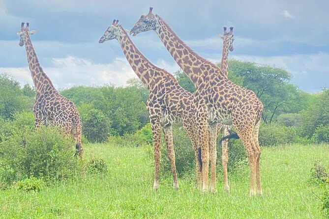 1-Day Ngorongoro Crater Group Safari - Tour Highlights