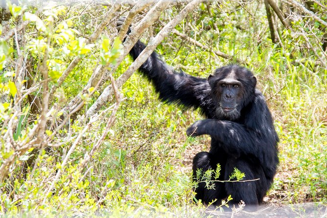 1-Day Ol Pejeta Conservancy Safari - Practical Information and Policies