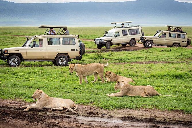 1 Day Private Ngorongoro Crater Safari - Wildlife Experience