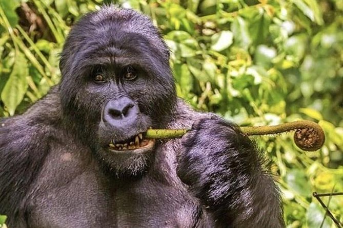 1-Day Rwanda Gorilla Tour - What to Expect