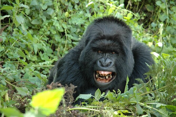 1 Day Rwanda Gorilla Trekking Tour In The Volcanoes National Park - Daily Itinerary Overview