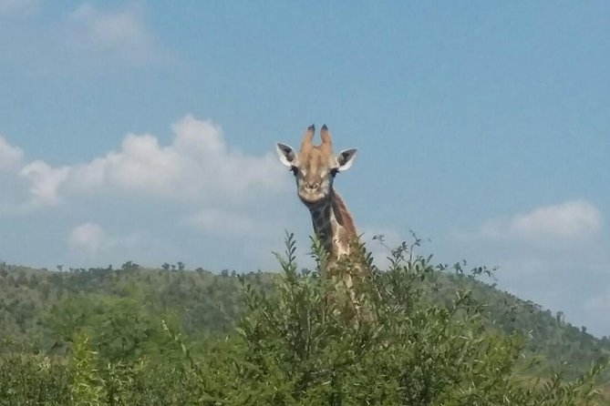 1 Day Safari From Johannesburg - Traveler Reviews
