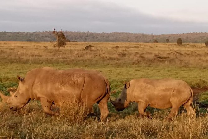 1 Day Tour Nairobi National Park,Giraffe Center&Karen Blixen - Reviews and Feedback