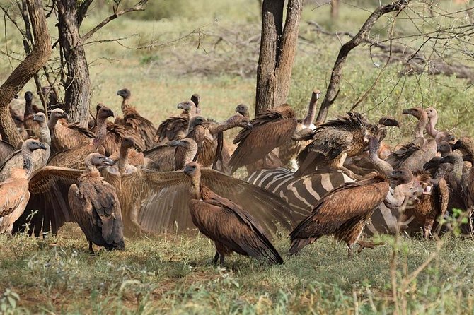 1 Day Tsavo East Safari ( Minimum 2 Pax) - Customer Experiences