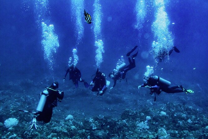 1 Tank Shore Dive at Sea Turtle Cove - Additional Information
