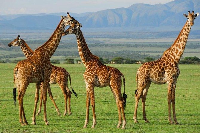10-Days Explore Kenya Wildlife Private Safari - Pricing Details